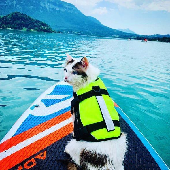 BALTIC - Kattenzwemvest Maja Geel/Zwart