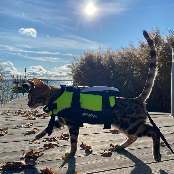 BALTIC - Kattenzwemvest Maja Geel/Zwart
