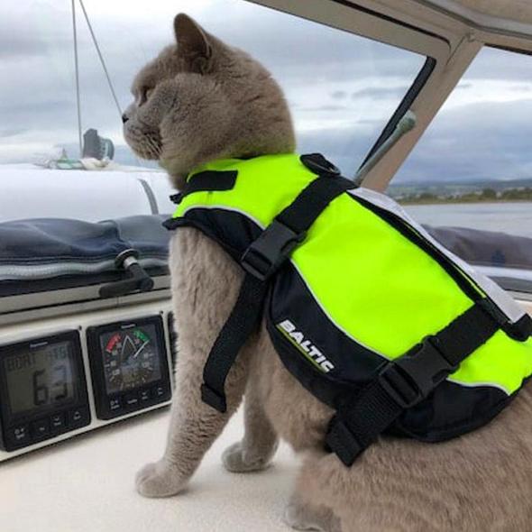 BALTIC - Kattenzwemvest Maja Geel/Zwart