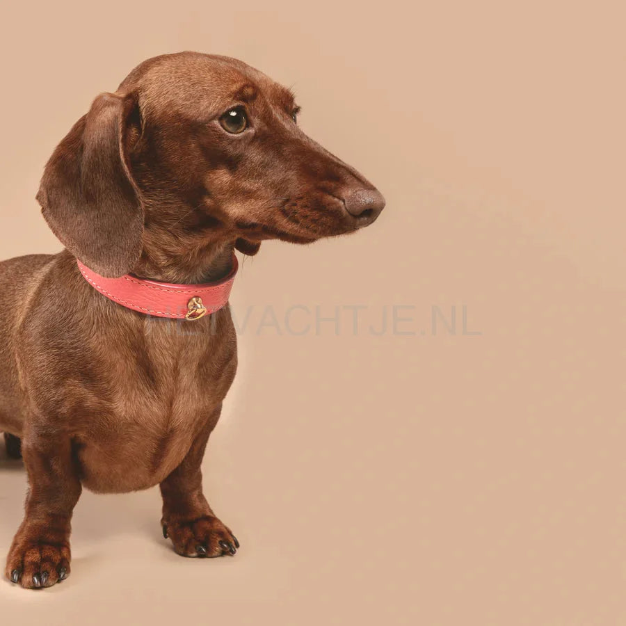 Brannipets - Coral Juno Halsband