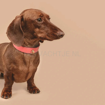 Brannipets - Coral Juno Halsband