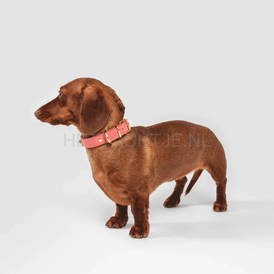 Brannipets - Coral Juno Halsband
