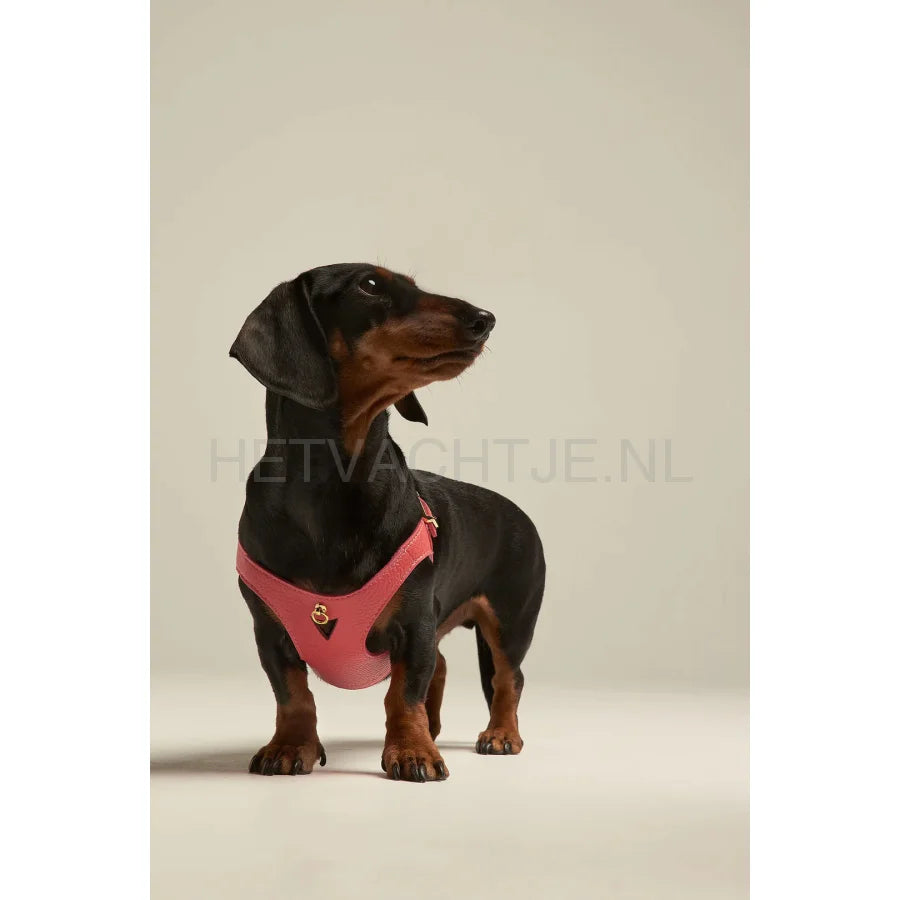 Brannipets - Coral Juno Tuig