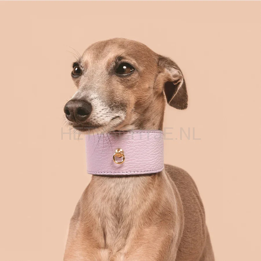 Brannipets - Lavender Juno Greyhound Halsband
