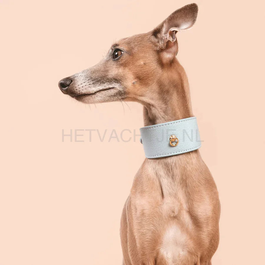 Brannipets - Sky Blue Juno Greyhound Halsband