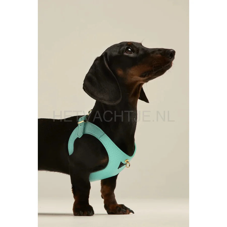 Brannipets - Turquoise Juno Tuig