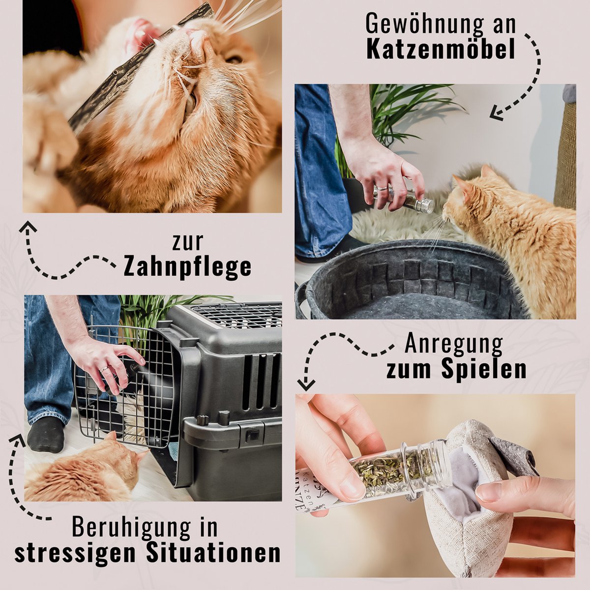 NE&NO® - Kattenkruid