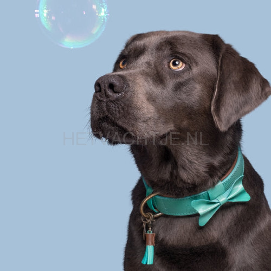 Dwam - Boomer Halsband