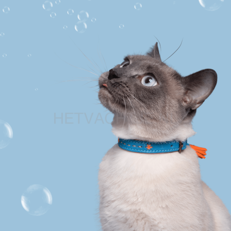 Dwam - Felix Katten Halsband