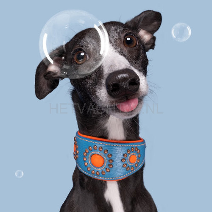 Dwam - Jones Windhond Halsband