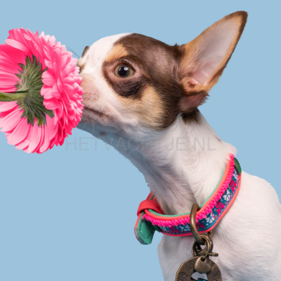 Dwam - Molly Mini Hond Halsband