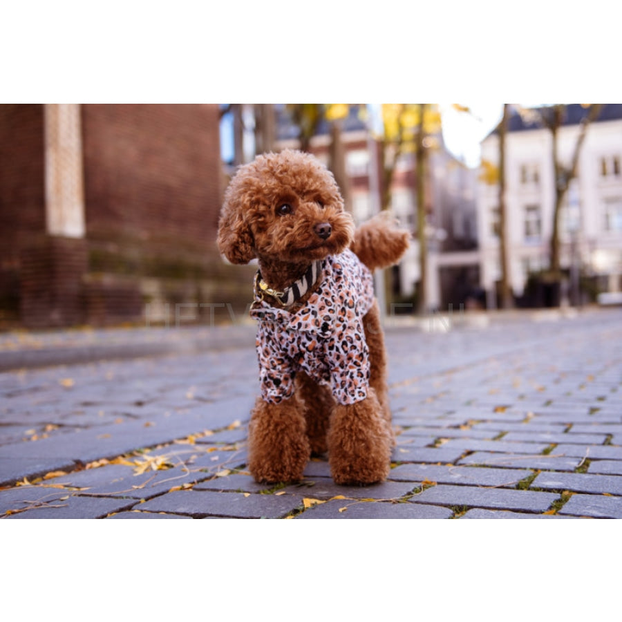 Floofs And Cookies - Rain Coat Roqi