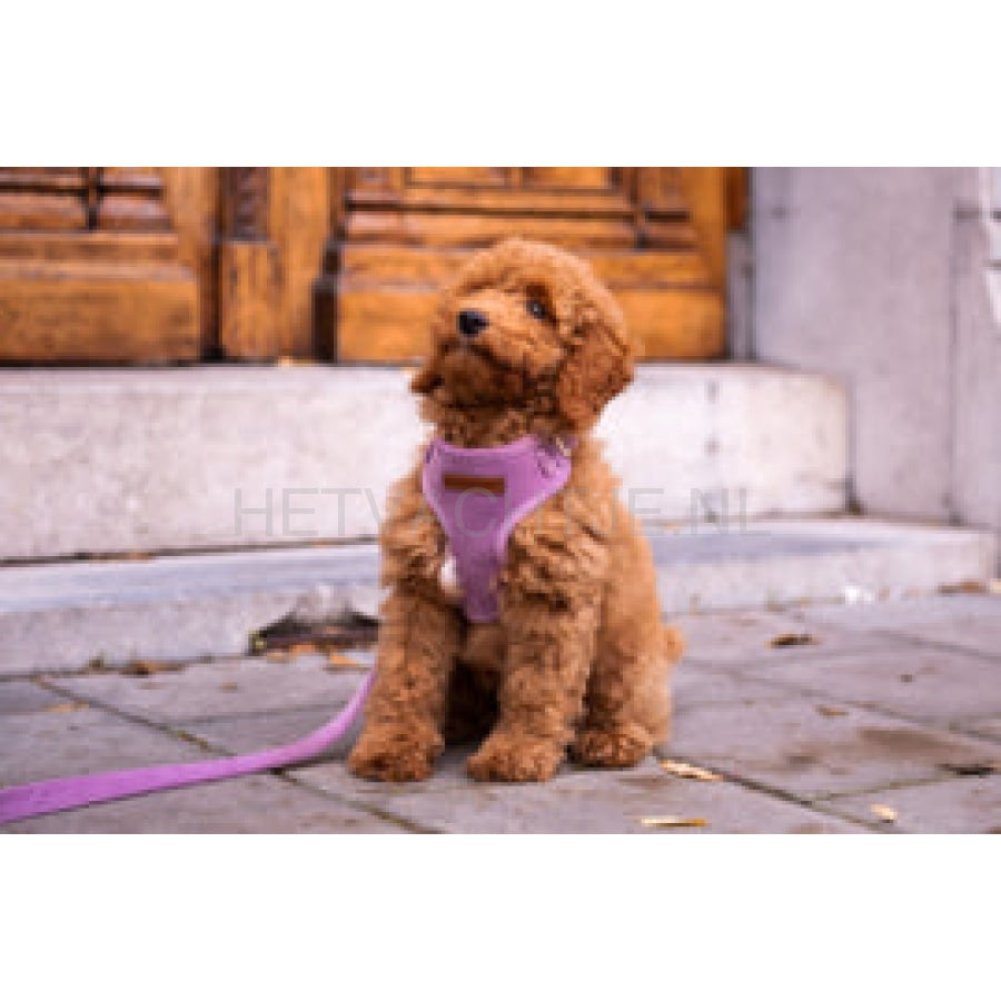 Floofs And Cookies - Velvy Lavie Harnas