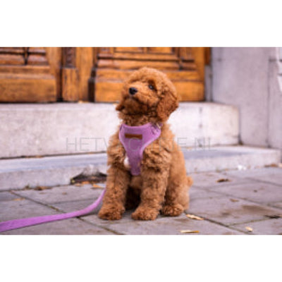 Floofs And Cookies - Velvy Lavie Harnas