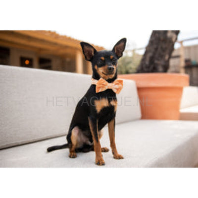 Floofs And Cookies - Velvy Marmeren Vlinderdas