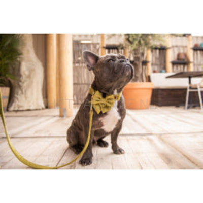 Floofs And Cookies - Velvy Olivia Sailor Vlinderdas