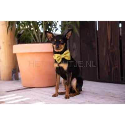 Floofs And Cookies - Velvy Olivia Vinderdas