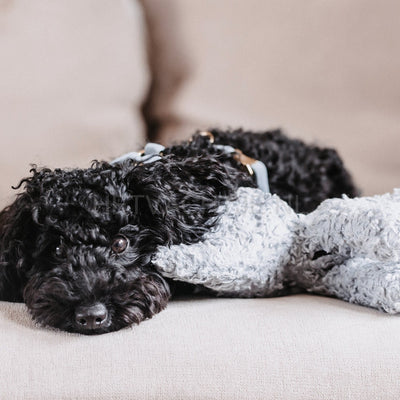 Kentucky Elsa De Olifant