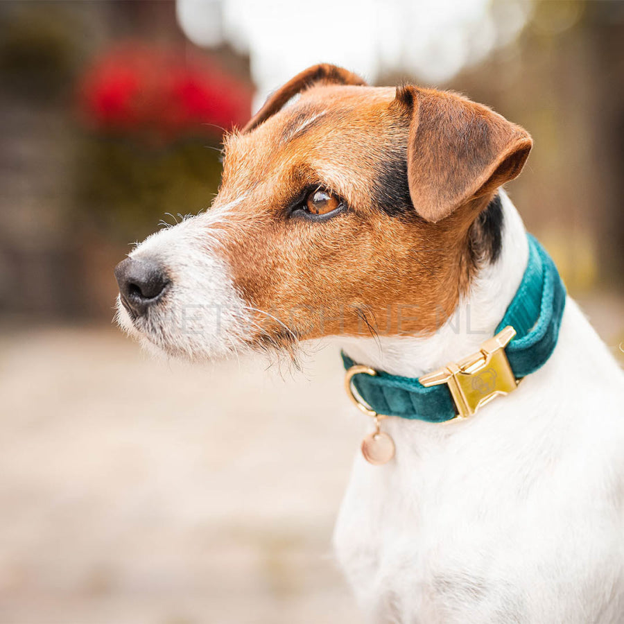Kentucky - Hondenhalsband Velvet Emerald Halsbanden En Tuigjes Voor Huisdieren