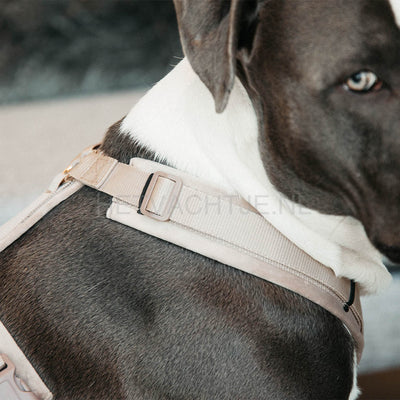 Kentucky - Hondenharnas Actief Velvet Beige