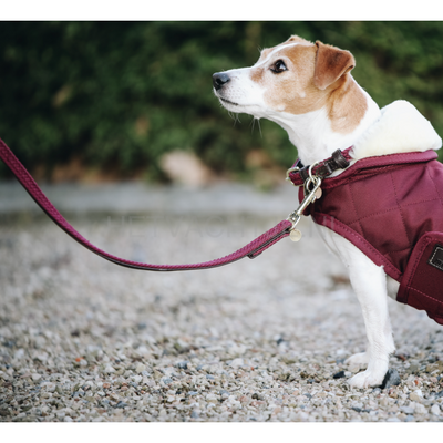 Kentucky - Hondenlijn Gevlochten Bordeaux Hondenlijnen