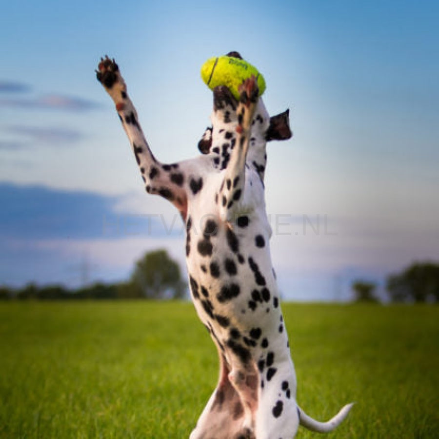 Kong Hond Air Dog Football Met Piep Ballen