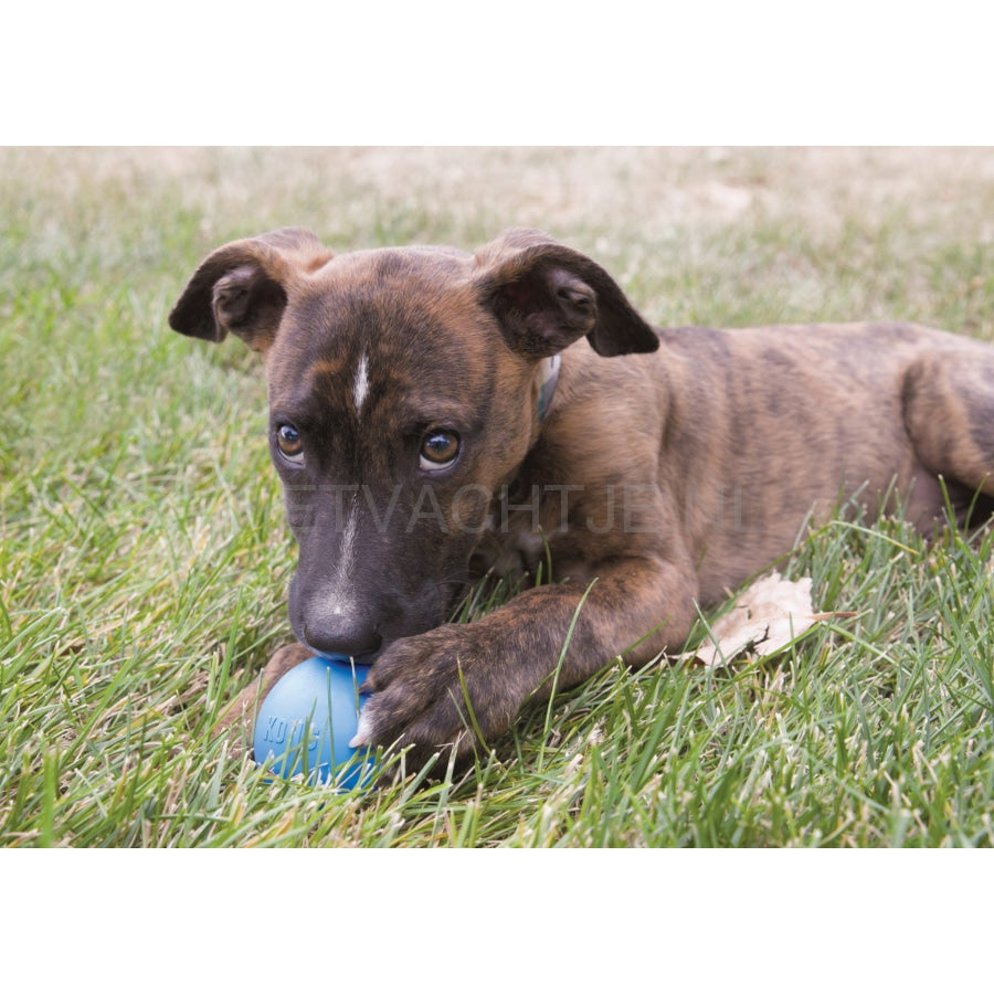 Kong Puppy Ball Small Hondenspeeltje Met Gat (2 Kleuren) Hondenspeeltjes