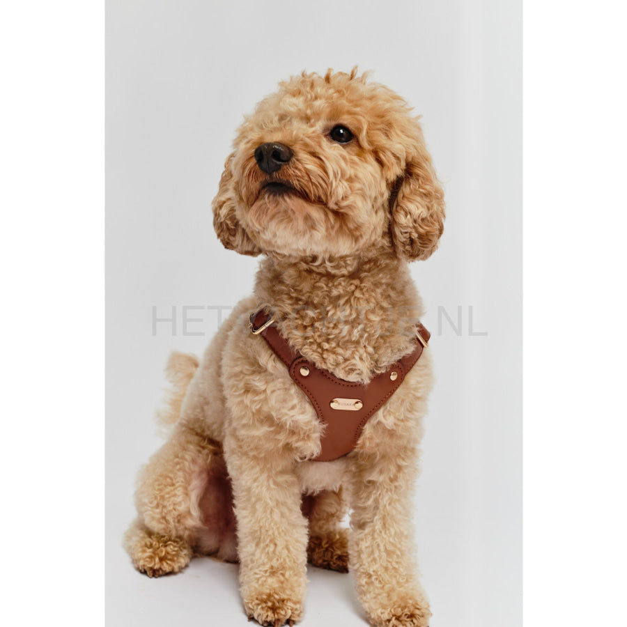 Kusaka - Classy Harnass Toffee Brown