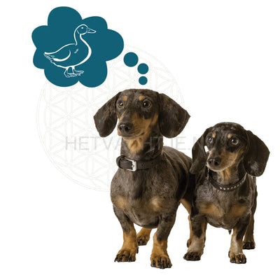 Renske - Eend Met Konijn