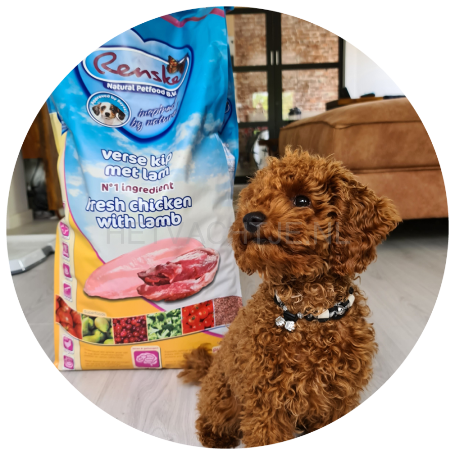 Renske - Kip Met Lam Puppy