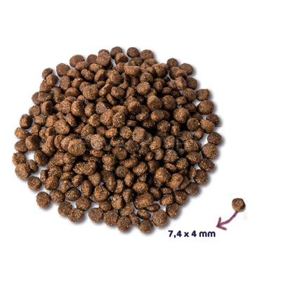 Renske - Kip Met Lam Puppy