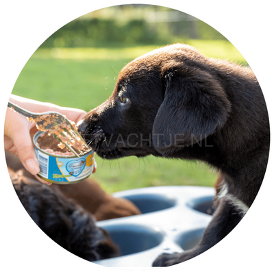 Renske - Puppy/Junior Kip Met Lam