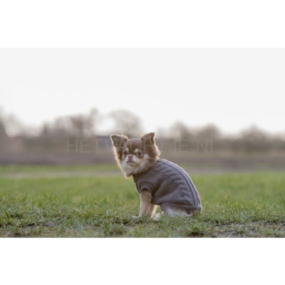 Trixie - Kenton Trui