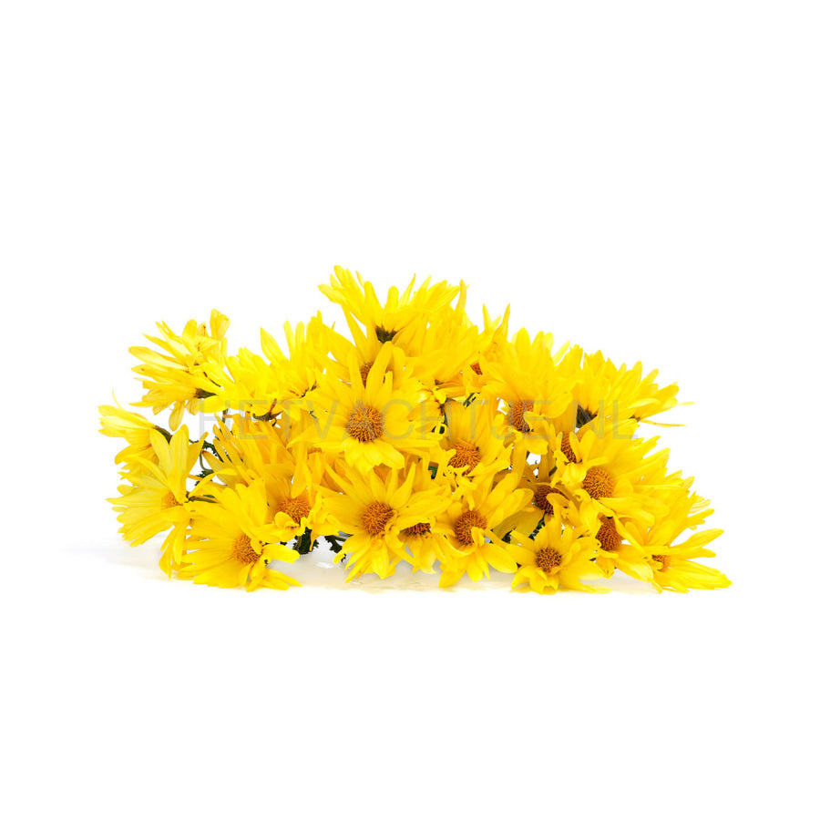 Vigor & Sage Ginseng Well-Being Small Breed Volwassen Kleine Hondenrassen Hondenvoeding