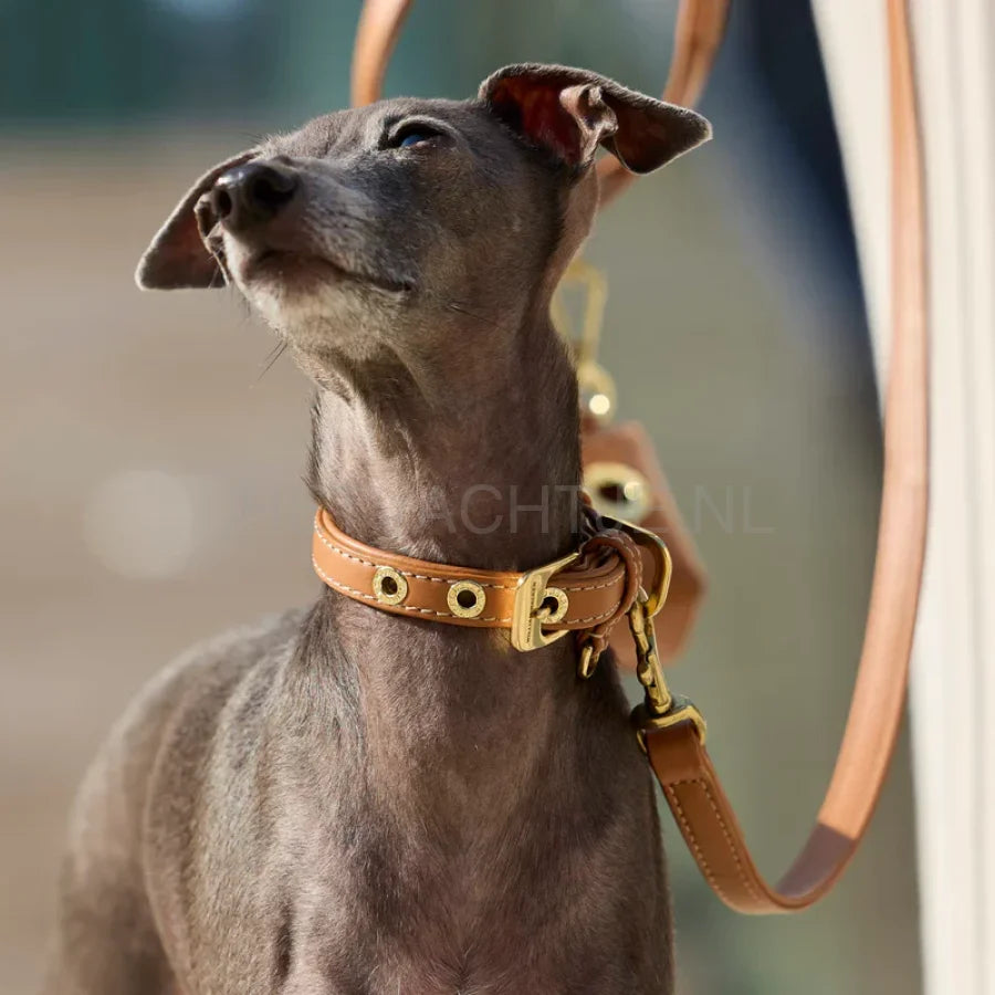 william Walker - Glad leren halsband Karamel
