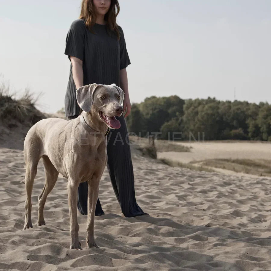 William Walker - Glad leren Halsband Pebble