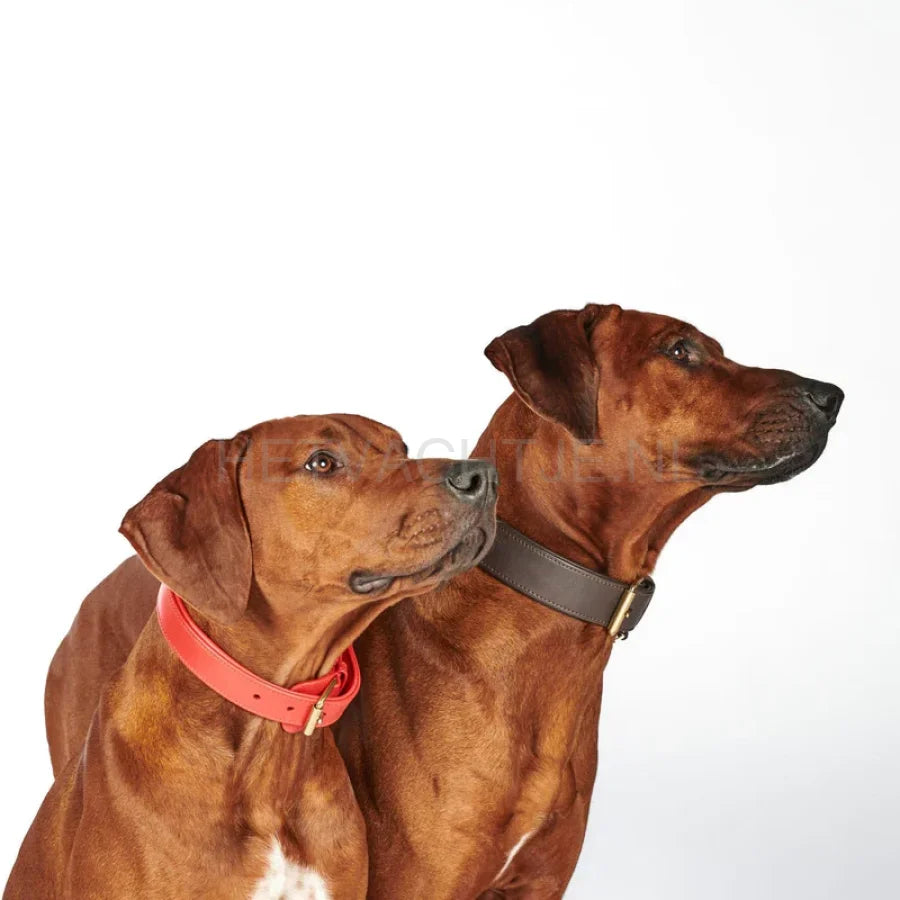William Walker - Leren halsband Chilli