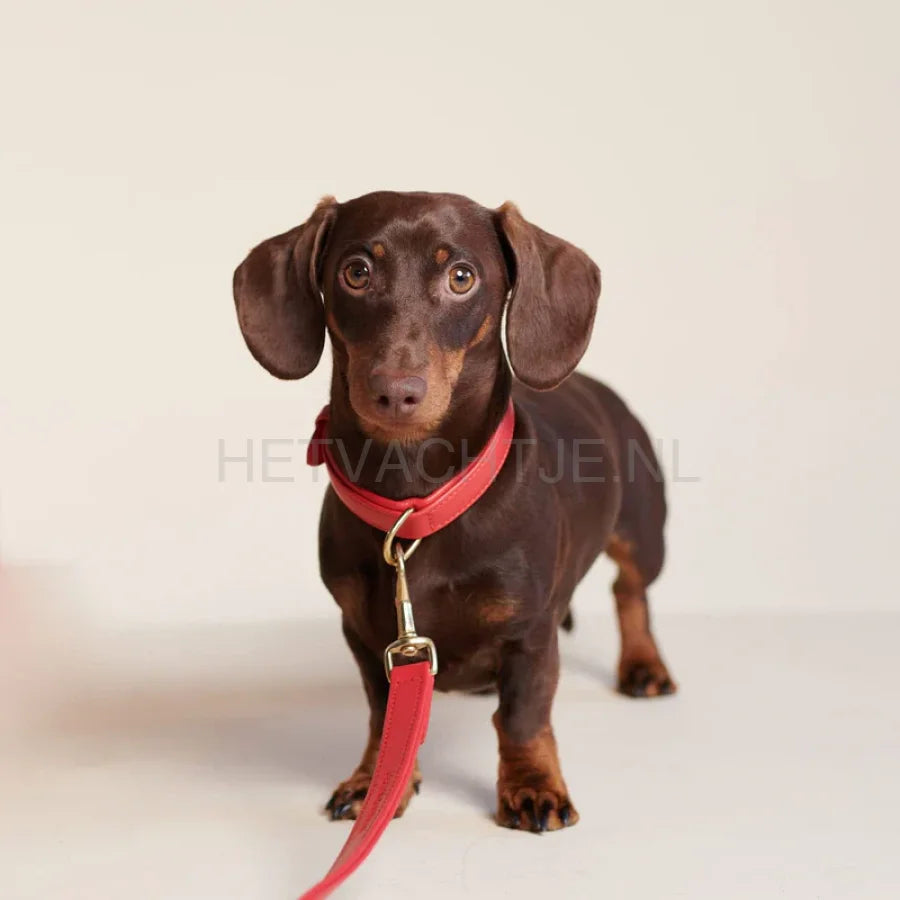 William Walker - Leren halsband Chilli