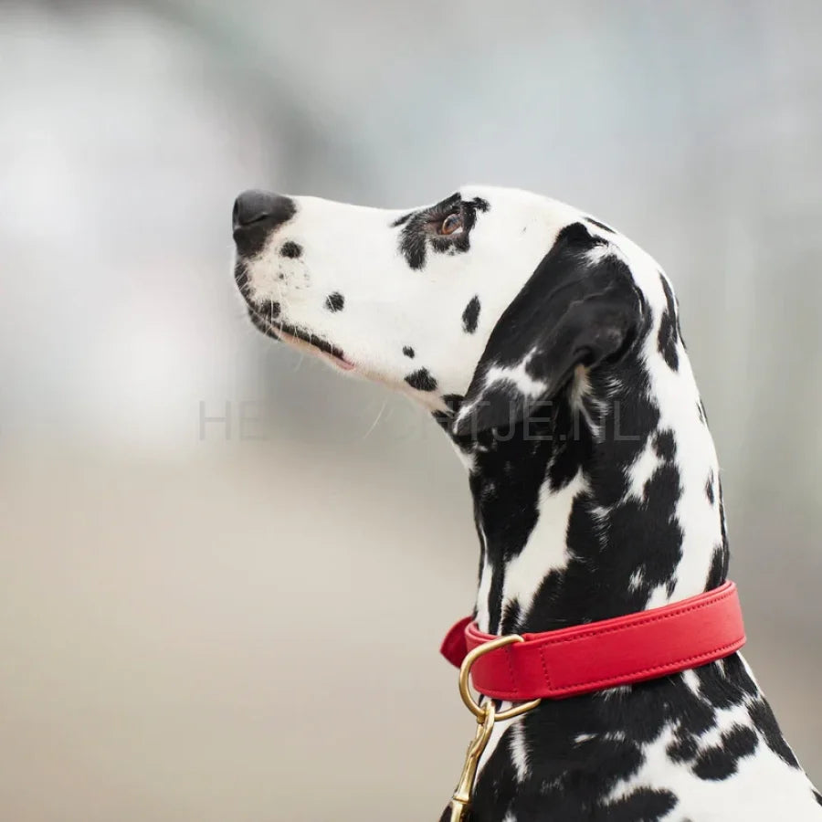 William Walker - Leren halsband Chilli