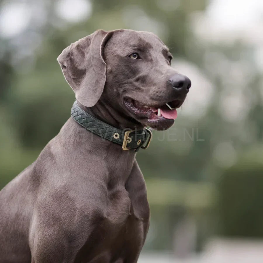 William Walker - Leren halsband Prestige Forest