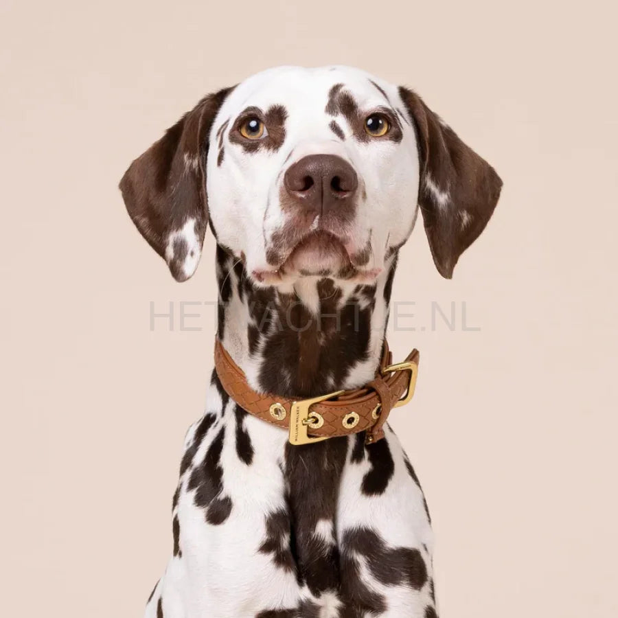William Walker - Leren halsband Prestige Karamel
