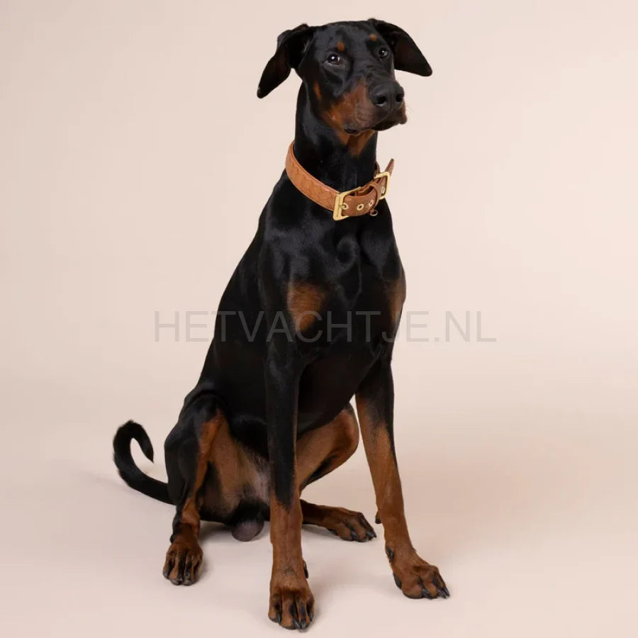 William Walker - Leren halsband Prestige Karamel