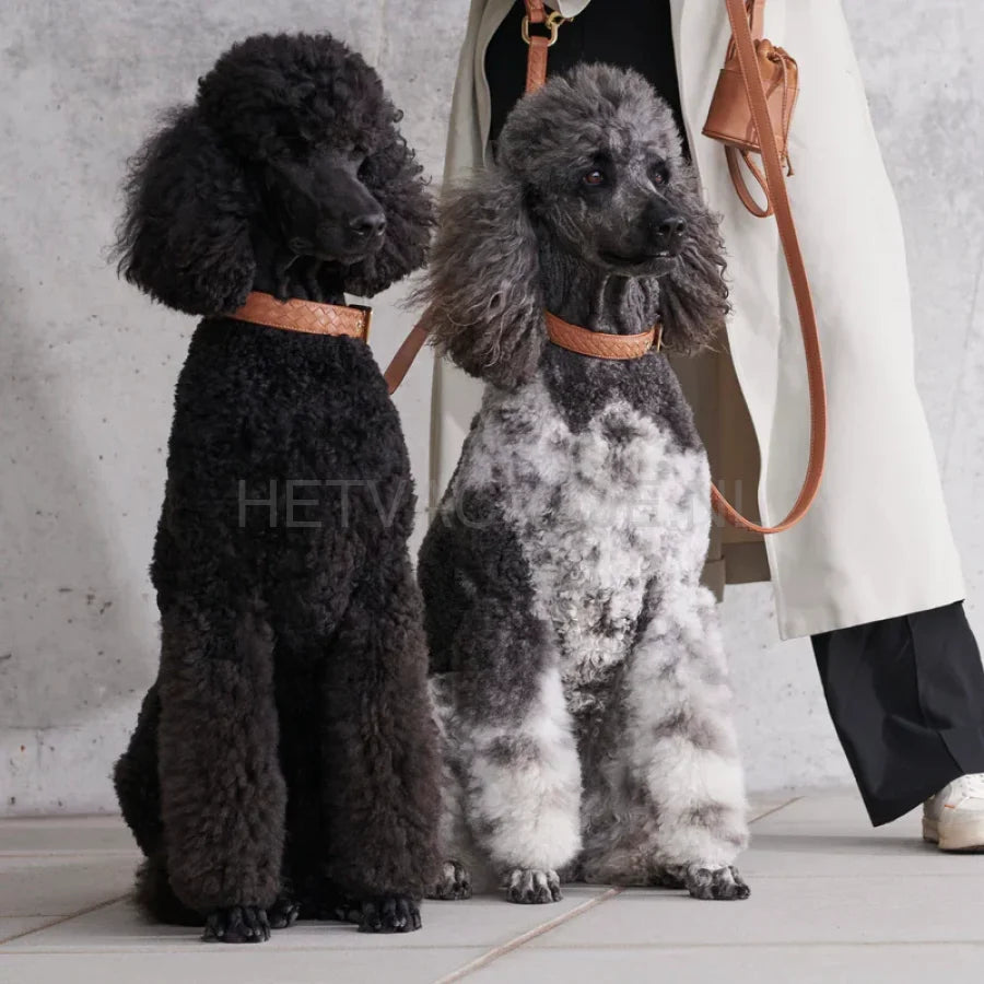 William Walker - Leren halsband Prestige Karamel