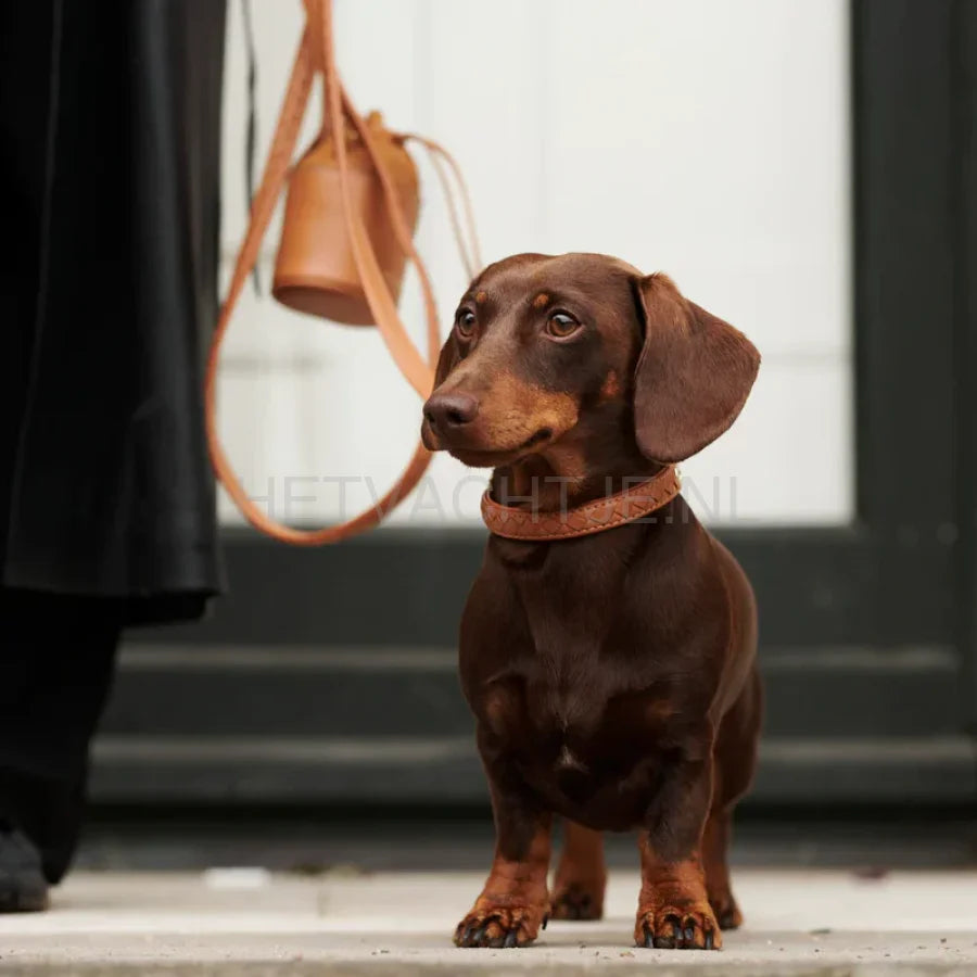 William Walker - Leren halsband Prestige Karamel