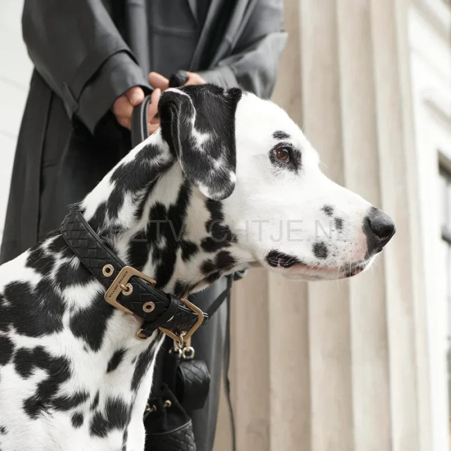 William Walker - Leren halsband Prestige Nero