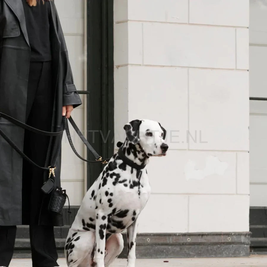 William Walker - Leren halsband Prestige Nero