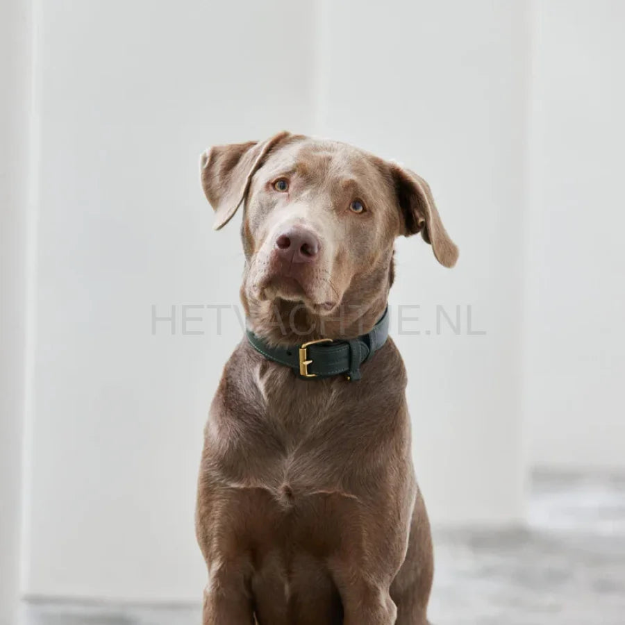 William Walker - Leren hondenhalsband Dark Moss