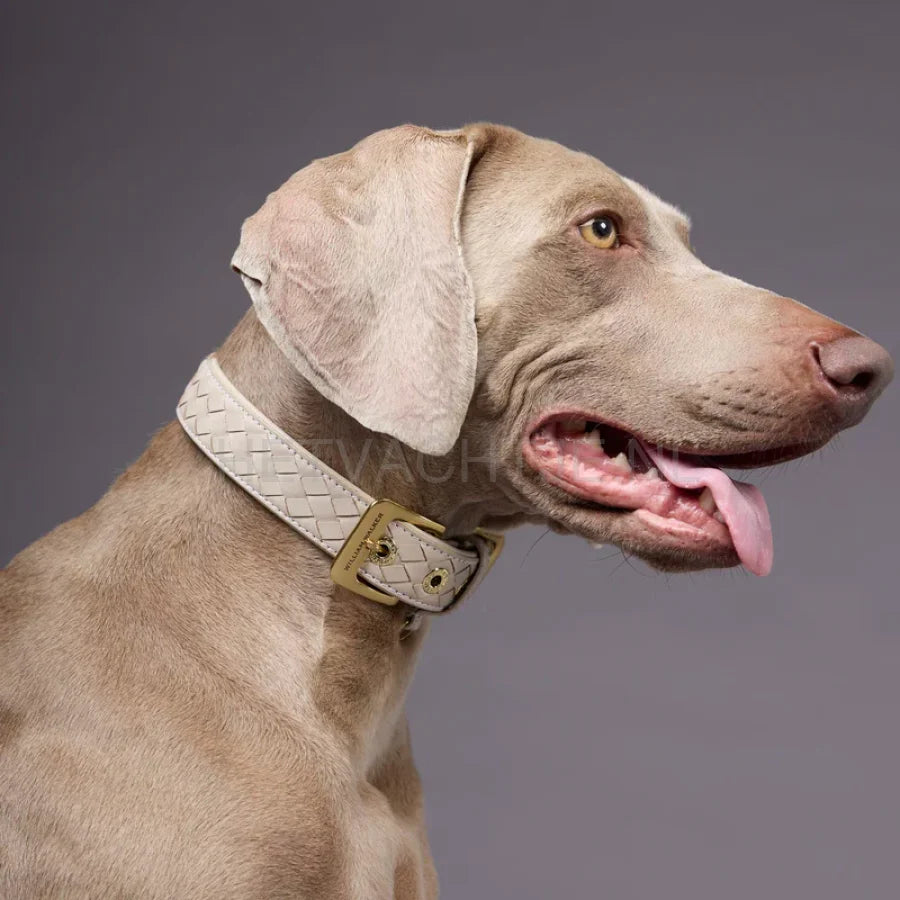 William Walker - Leren hondenhalsband Prestige Amandel