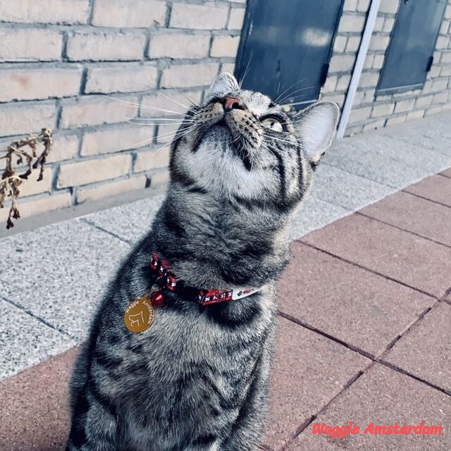 WAGGLE AMSTERDAM - Cat collar