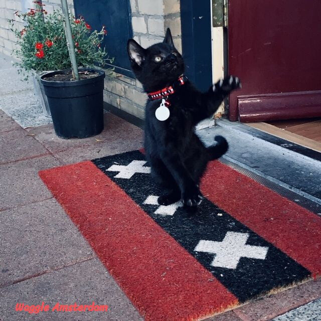 WAGGLE AMSTERDAM - Cat collar